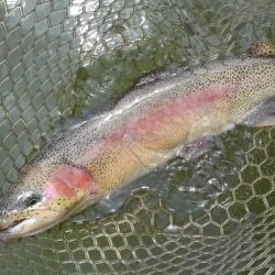 大安トラウトレイク 釣果